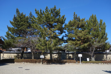 Fototapeta na wymiar Pinus or Japanese red pine in Nara, Japan 