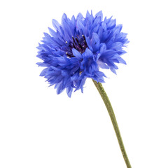 Blue Cornflower Herb or bachelor button flower head isolated on white background cutout