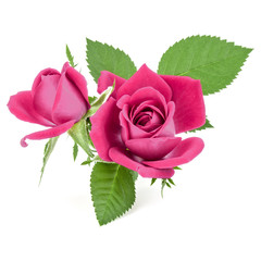 pink  rose flower bouquet isolated on white background cutout