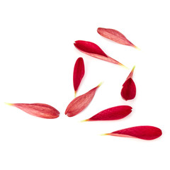 Red chrysanthemum flower petals isolated on white background