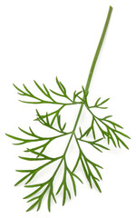 Obraz premium Close up shot of branch of fresh green dill herb leaves isolated on white background