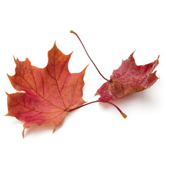 colorful autumn maple leaf isolated on white