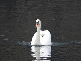 Schwan © wupperfotos