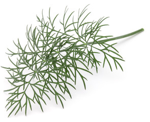 Close up shot of branch of fresh green dill herb leaves isolated on white background