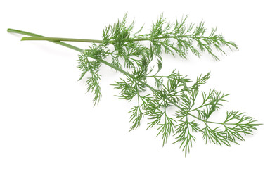 Close up shot of branch of fresh green dill herb leaves isolated on white background