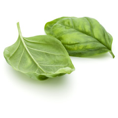 Close up studio shot of fresh green basil herb leaves isolated on white background. Sweet Genovese basil.