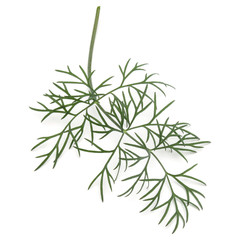 Close up shot of branch of fresh green dill herb leaves isolated on white background