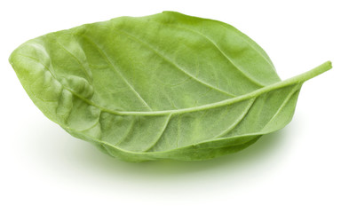 Close up studio shot of fresh green basil herb leaves isolated on white background. Sweet Genovese basil.