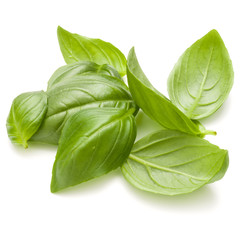 Sweet basil herb leaves handful isolated on white background closeup