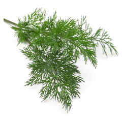 Close up shot of branch of fresh green dill herb leaves isolated on white background