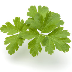 Fresh parsley herb leaves  isolated on white background