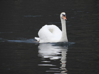 Schwan © wupperfotos