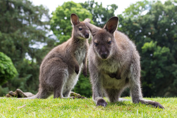 Wallabies de Bennett