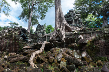 temple ruins of Ta Prohm with banyan tree
