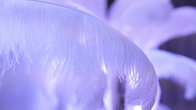 Close-up of a white feather on a white background. swan