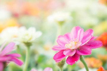 pink floral in garden , flower zinnia elegans , color nature background