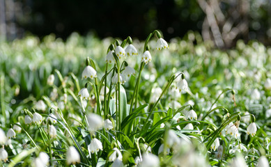 M&auml;rzenbecherwiese
