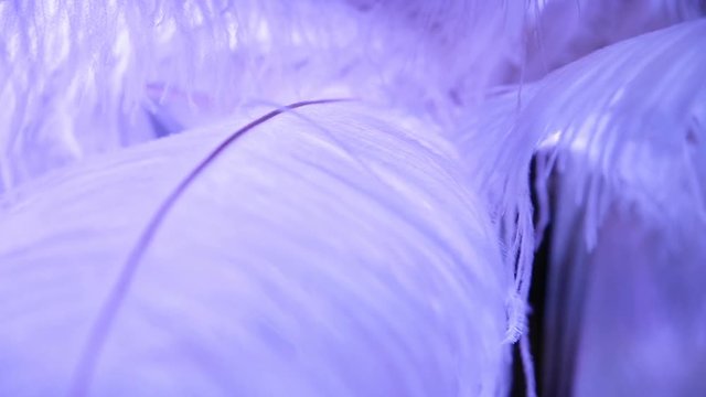 Close-up of a white feather on a white background. swan