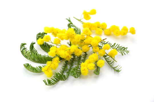 Mimose