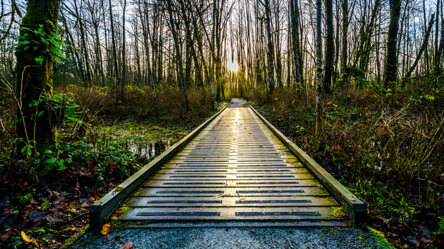 Fototapeta Sunset shining through the trees on a foot bridge on a hiking trail on Brae Island near Fort Langley in the middle of winter