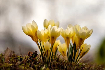 Foto auf Glas Crocus Chrysanthus Cream Beauty © progarten