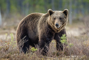 Naklejka premium Niedźwiedź brunatny (Ursus arctos) na bagnach w wiosennym lesie.