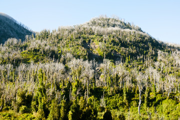 Chaiten Volcano Deforestation - Chile