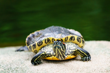 Red-eared slider turtle in natural environment on stone and water background. Close up view