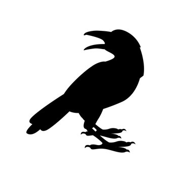 recommend clip art: Crow vector illustration  black silhouette