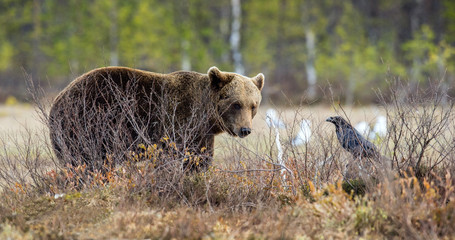 Brown Bear (Ursus arctos) on the swamp in spring forest.