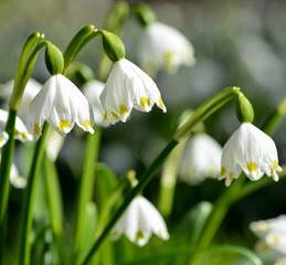 Gro&szlig;es Schneegl&ouml;ckchen