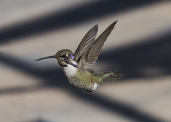 Costa's Hummingbird (Calypte costae) Male in Flight