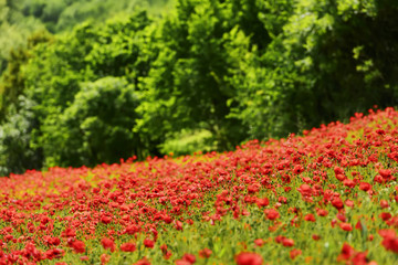 Picturesque poppy field in Marche Italy
