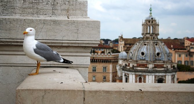 Rome Rom Rym