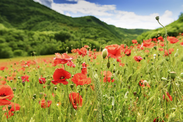 Picturesque poppy field in Marche Italy
