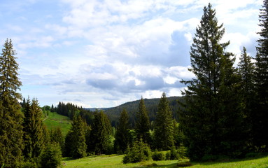 The view on forest and sky