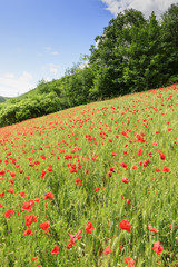 Picturesque poppy field in Marche Italy