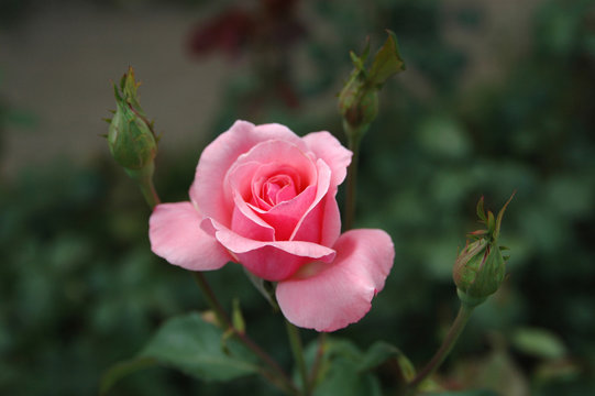 Pink rose with three buds.