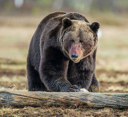 Close up  Bear portrait with the blood-stained muzzle. Brown Bear (Ursus arctos) male on the bog in spring forest.