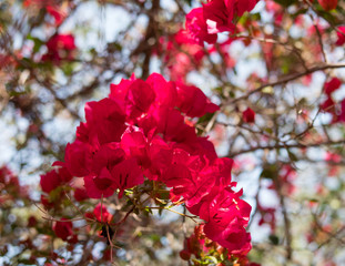 Cascading Red flowering Bush 