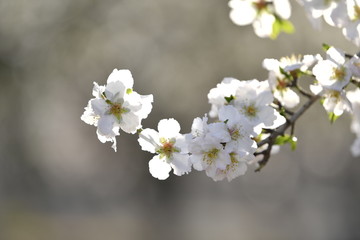 Fototapeta premium The almond tree white flowers on branch at spring