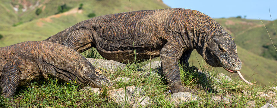 Komodo dragon ( Varanus komodoensis ) with the  forked tongue sniff air. Biggest in the world living lizard in natural habitat. Island Rinca. Indonesia.