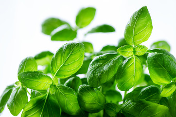 Fresh basil leaves, herb with water drops and sunlight on white background. Macro. Close up. Copy space.