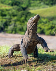The Komodo dragon ( Varanus komodoensis ) stands on its hind legs . It is the biggest living lizard in the world.  Island Rinca. Indonesia. © Uryadnikov Sergey