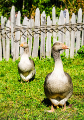 two geese