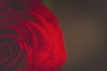 Rose vor dunklem Hintergrund