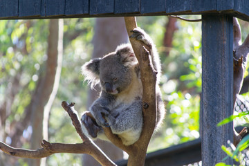 Naklejka premium Koala