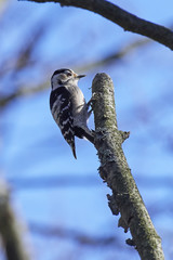 Lesser spotted woodpecker (Dryobates minor)