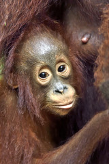 Fototapeta premium Mother orangutan and cub in a natural habitat. Bornean orangutan (Pongo pygmaeus wurmmbii) in the wild nature. Rainforest of Island Borneo. Indonesia.