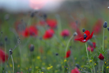 Red poppies in sunset light